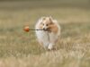 Best Family Dogs Revealed