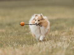 Best Family Dogs Revealed