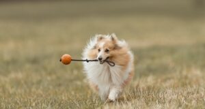 Best Family Dogs Revealed