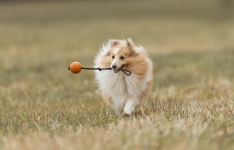 Best Family Dogs Revealed
