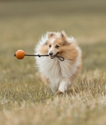Best Family Dogs Revealed