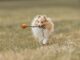 Best Family Dogs Revealed