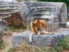 Cat Grooming Essentials