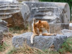 Cat Grooming Essentials