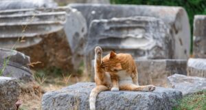 Cat Grooming Essentials