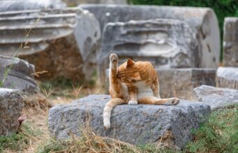 Cat Grooming Essentials