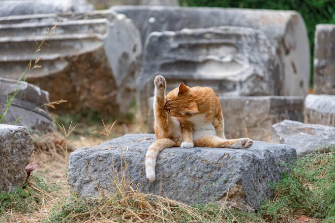 Cat Grooming Essentials