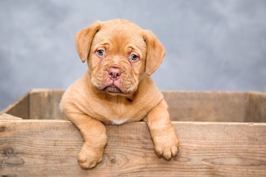 Dog Anxiety: Understanding and Relief 3 pindrive 1783954052 O7B28T