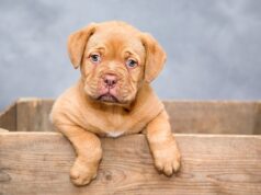 Dog Anxiety: Understanding and Relief