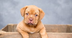 Dog Anxiety: Understanding and Relief