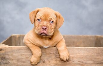 Dog Anxiety: Understanding and Relief