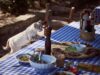 Best Cat Food for Optimal Health