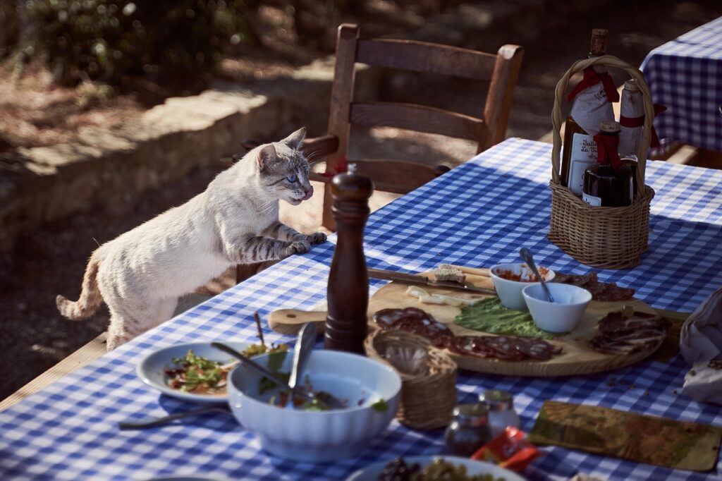 Best Cat Food for Optimal Health 3 pindrive 1784007979 SintVZ