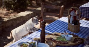 Best Cat Food for Optimal Health