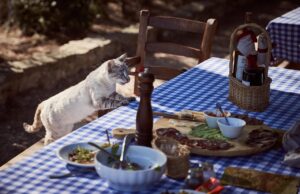 Best Cat Food for Optimal Health