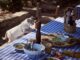 Best Cat Food for Optimal Health