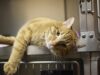 Feline Wellness