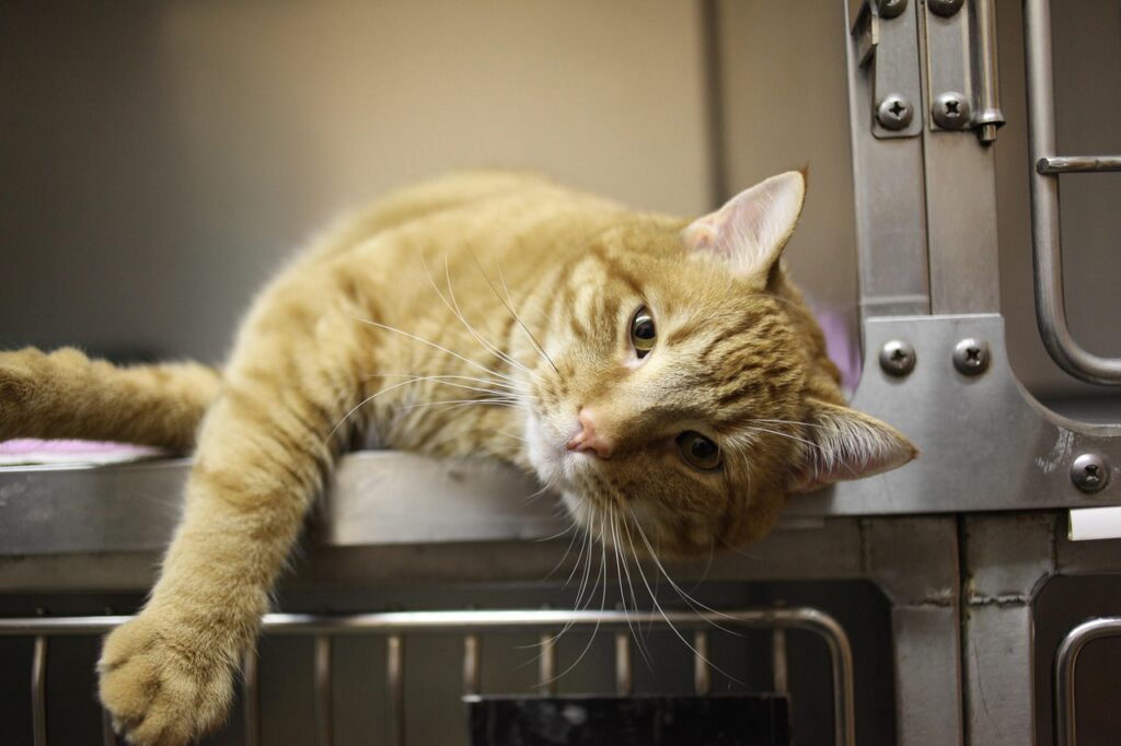 Feline Wellness 3 pindrive 1784096034 0Ev0Y1