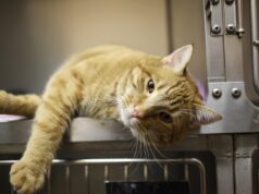 Feline Wellness