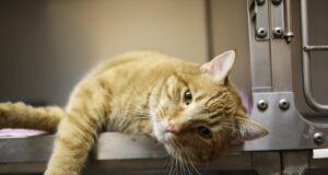 Feline Wellness