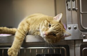 Feline Wellness