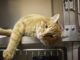 Feline Wellness