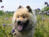 Understanding Dog Breeds