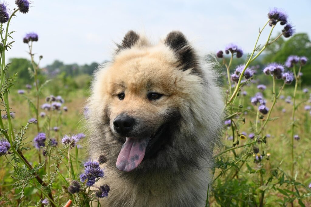 Understanding Dog Breeds 3 pindrive 1784110808 RanqZ1
