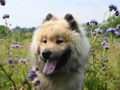 Understanding Dog Breeds