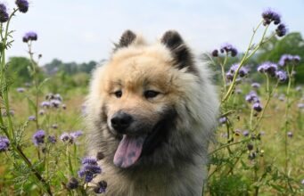Understanding Dog Breeds