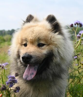 Understanding Dog Breeds