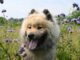 Understanding Dog Breeds