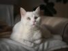 Best Cat Food for Indoor Cats