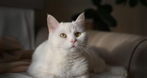Best Cat Food for Indoor Cats