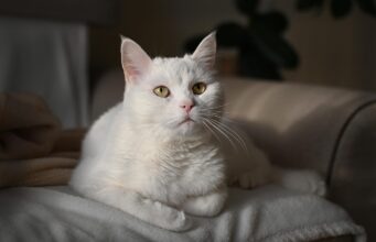Best Cat Food for Indoor Cats