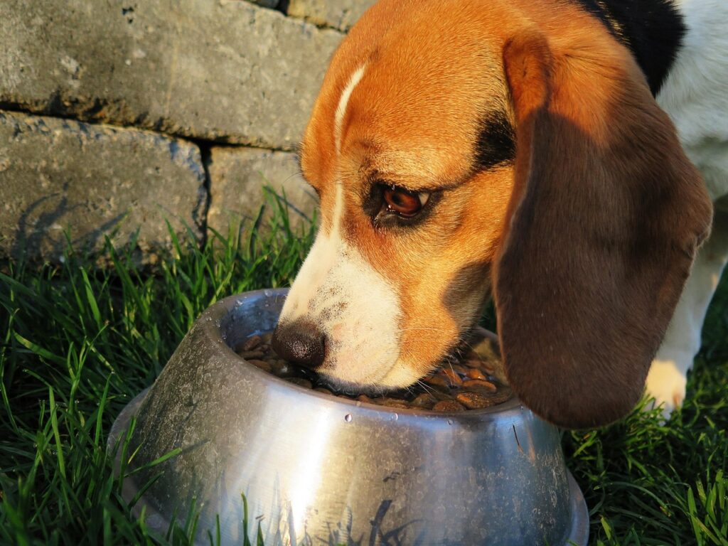 Best Dog Food: A Step-by-Step Guide 3 pindrive 1784193528 0G25ot