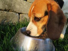 Best Dog Food: A Step-by-Step Guide