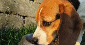 Best Dog Food: A Step-by-Step Guide