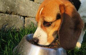 Best Dog Food: A Step-by-Step Guide