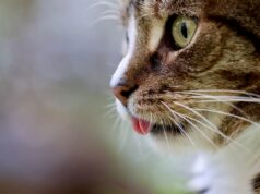 Cat Nutrition 101