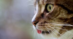 Cat Nutrition 101