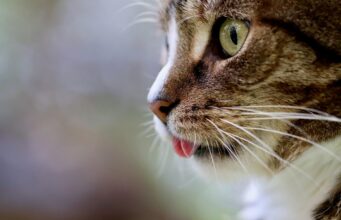 Cat Nutrition 101
