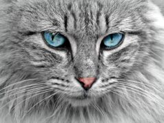 Introducing Cats to Dogs: A Complete Guide