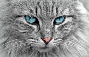 Introducing Cats to Dogs: A Complete Guide
