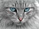 Introducing Cats to Dogs: A Complete Guide