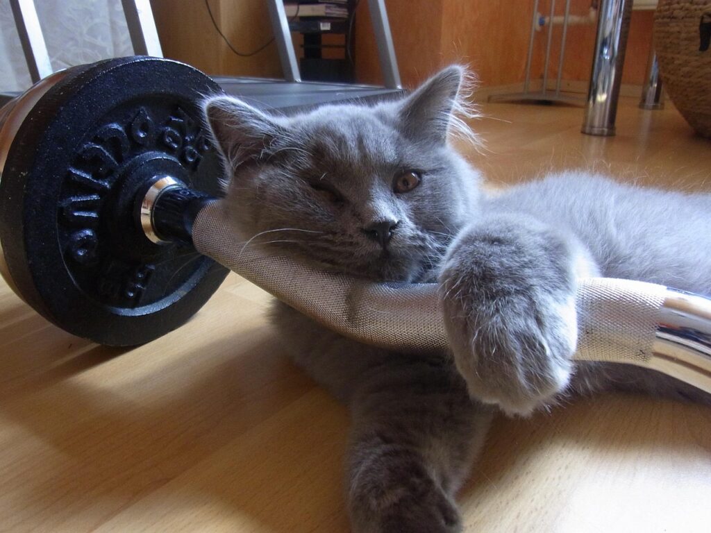 Cat Training 2026: A Beginner's Guide 3 pindrive 1784280621 9w5wyP