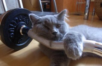 Cat Training 2026: A Beginner’s Guide