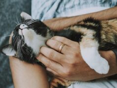 Essential Cat Care Tips