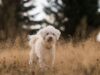 Decoding Dog Behavior