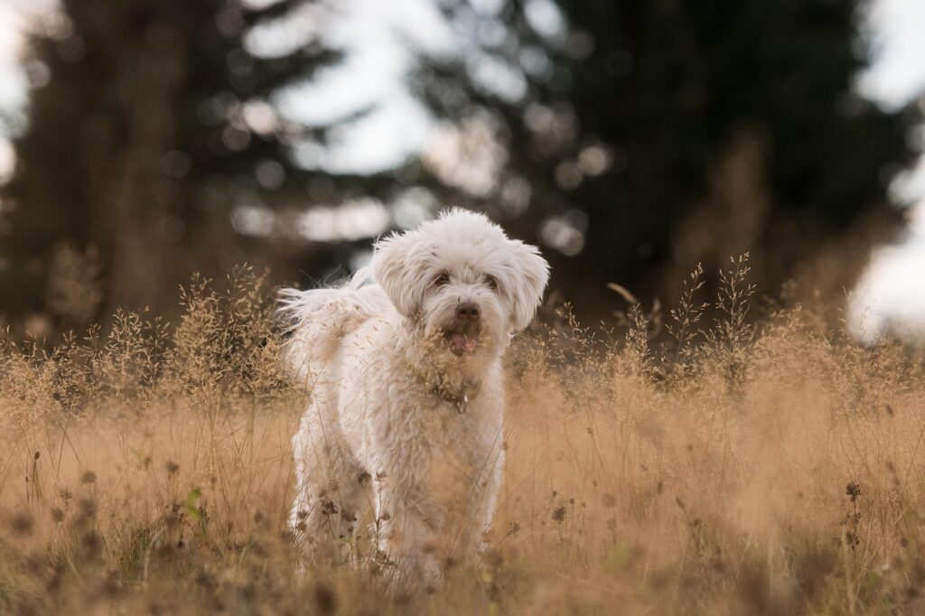 Decoding Dog Behavior 3 pindrive 1784351686 w7aiuw